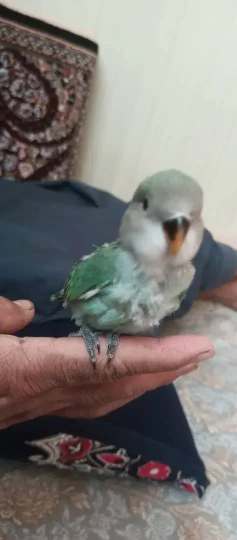 طوطی برزیلی|پرنده|ملارد, |دیوار