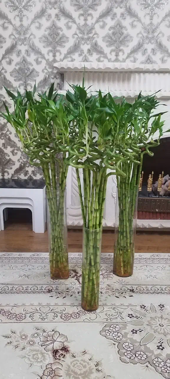 گل بامبو لاکی ۱۴۰سانتی|گل و گیاه طبیعی|شیراز, شهرک گلستان|دیوار