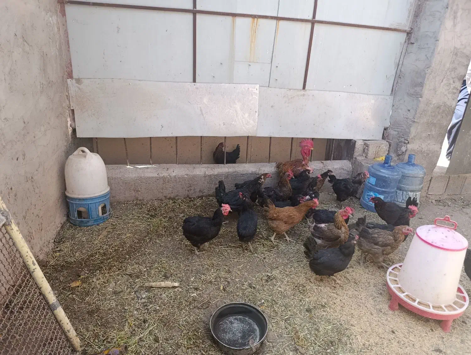 17عدد مرغ تخمی یک عدد خروس محلی|حیوانات مزرعه|ماهان, |دیوار