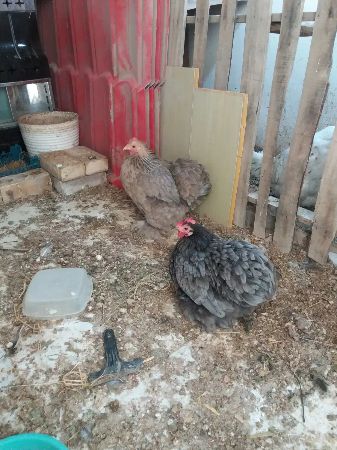 مرغ کوشین وگلین نژاد دار پرپا|حیوانات مزرعه|گلبهار, شهر جدید گلبهار|دیوار