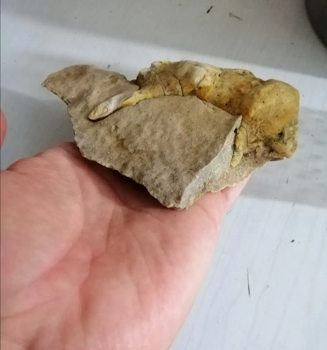 فسیل|کلکسیون اشیاء عتیقه|صدرا-فارس, باغشهر گلبهار صدرا|دیوار