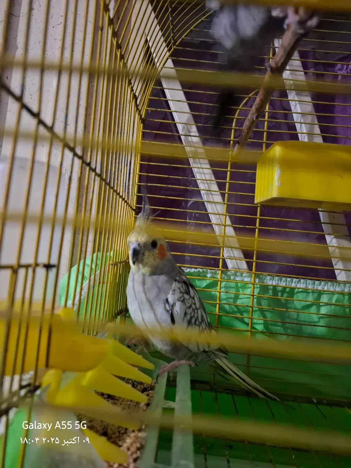 عروس گل باقالی سالم وبه شرط|پرنده|شیرگاه, |دیوار