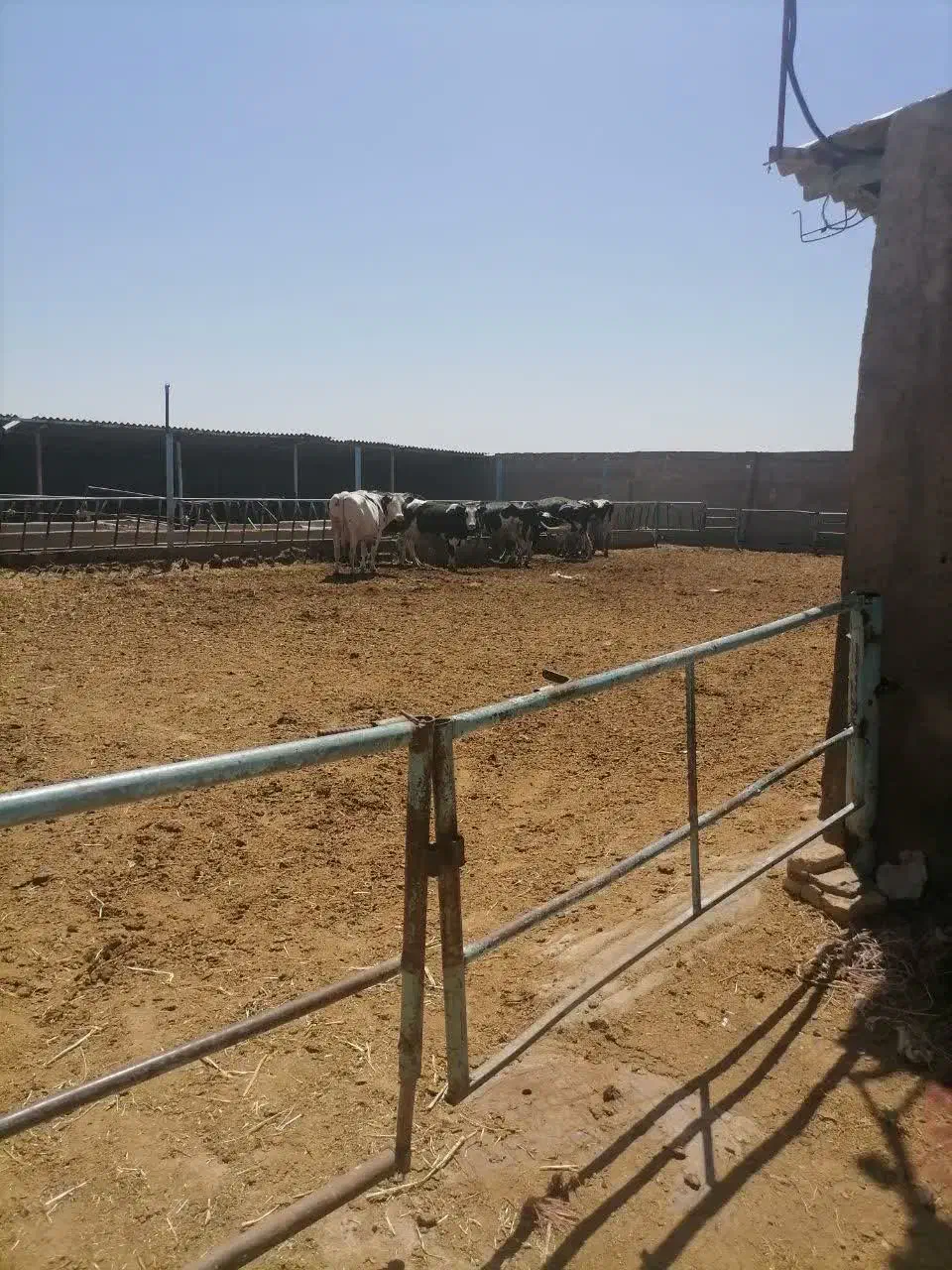 فروش گاوداری|فروش دفتر صنعتی، کشاورزی، تجاری|رضویه, |دیوار