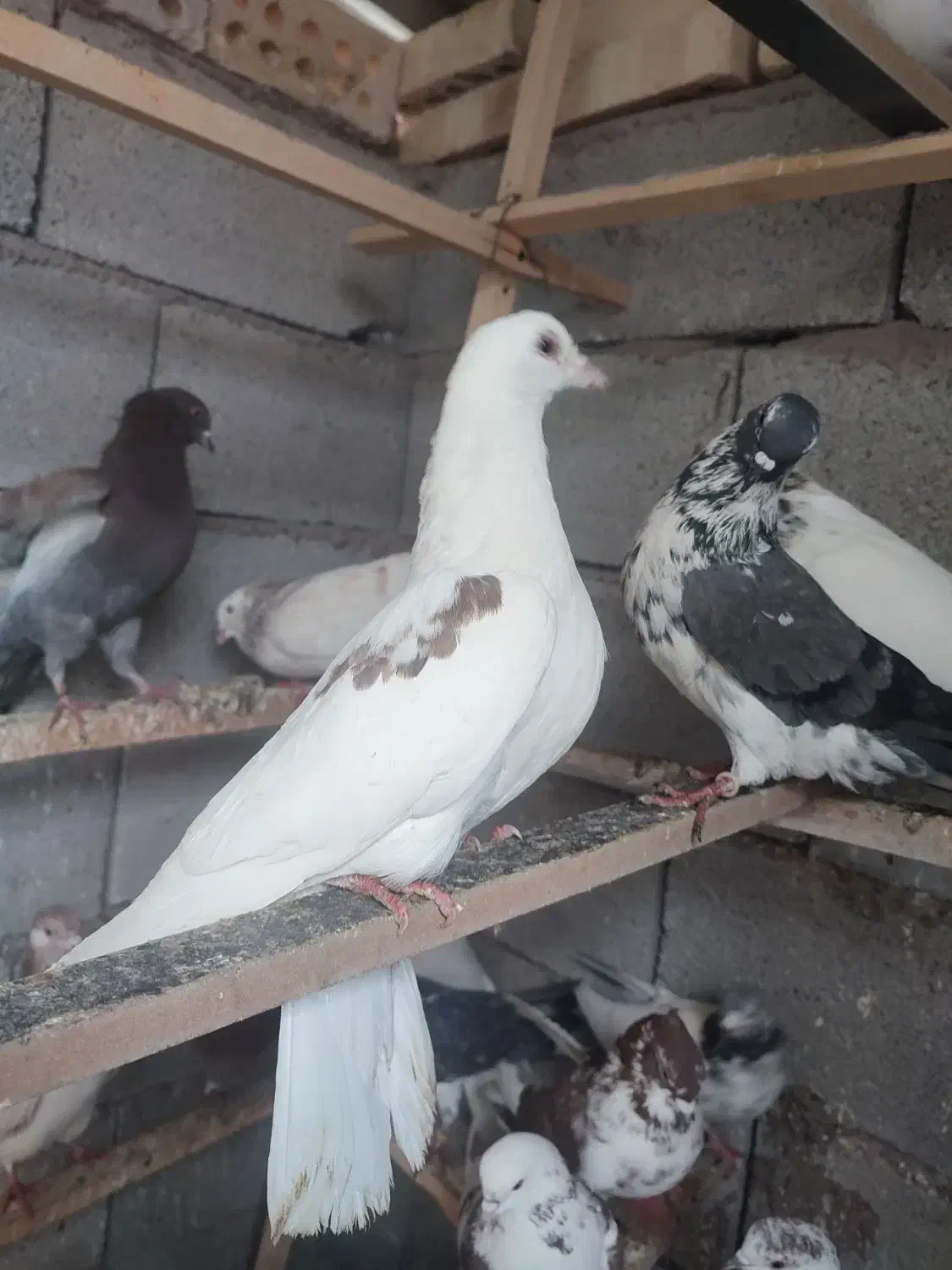 کبوتر پرشی شوط|پرنده|ماکو, |دیوار