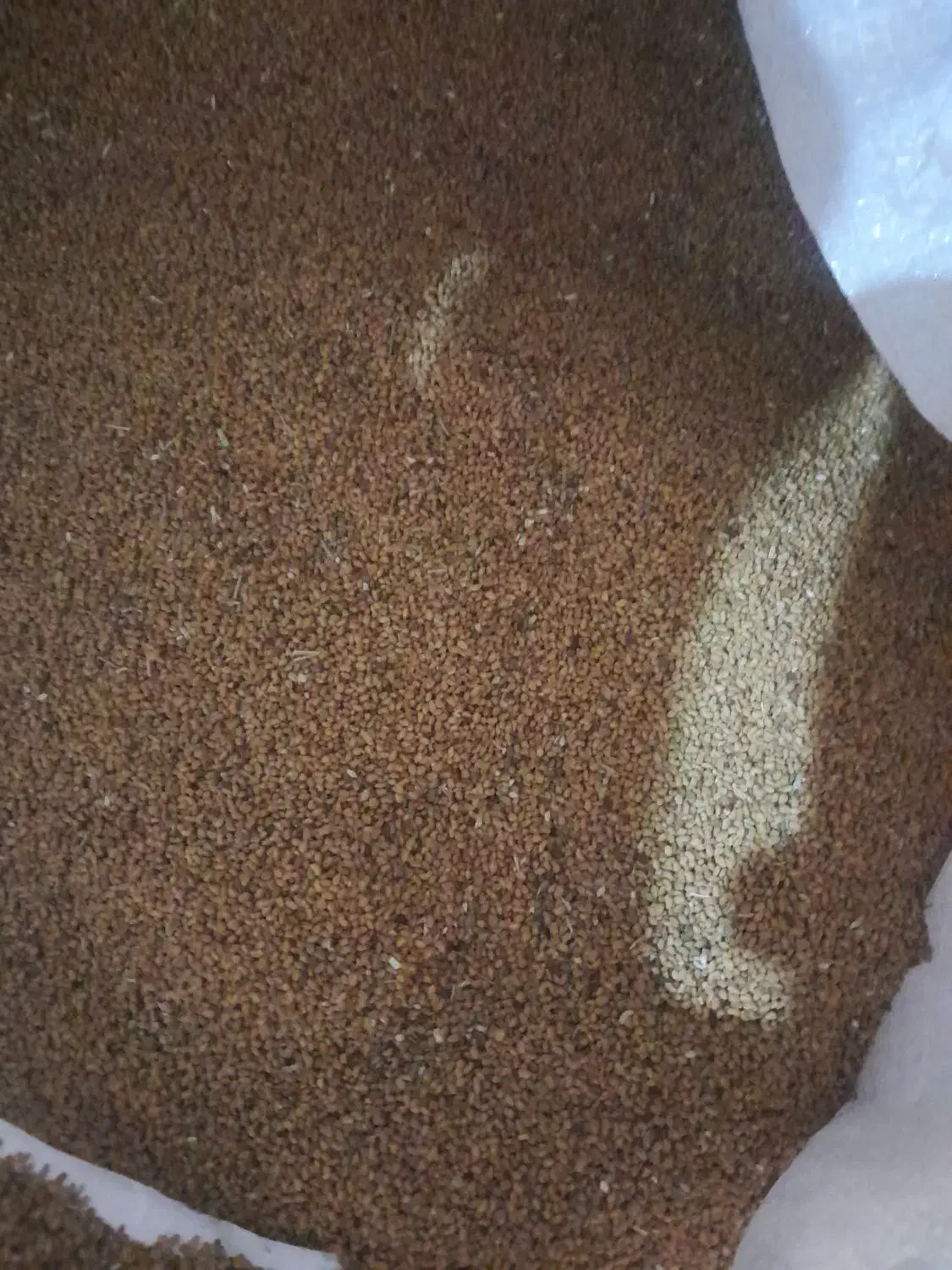 بذر یونجه حاجی گوشش|گل و گیاه طبیعی|جنت, |دیوار