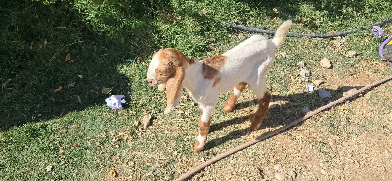 کهره شیری|حیوانات مزرعه|جنت, |دیوار