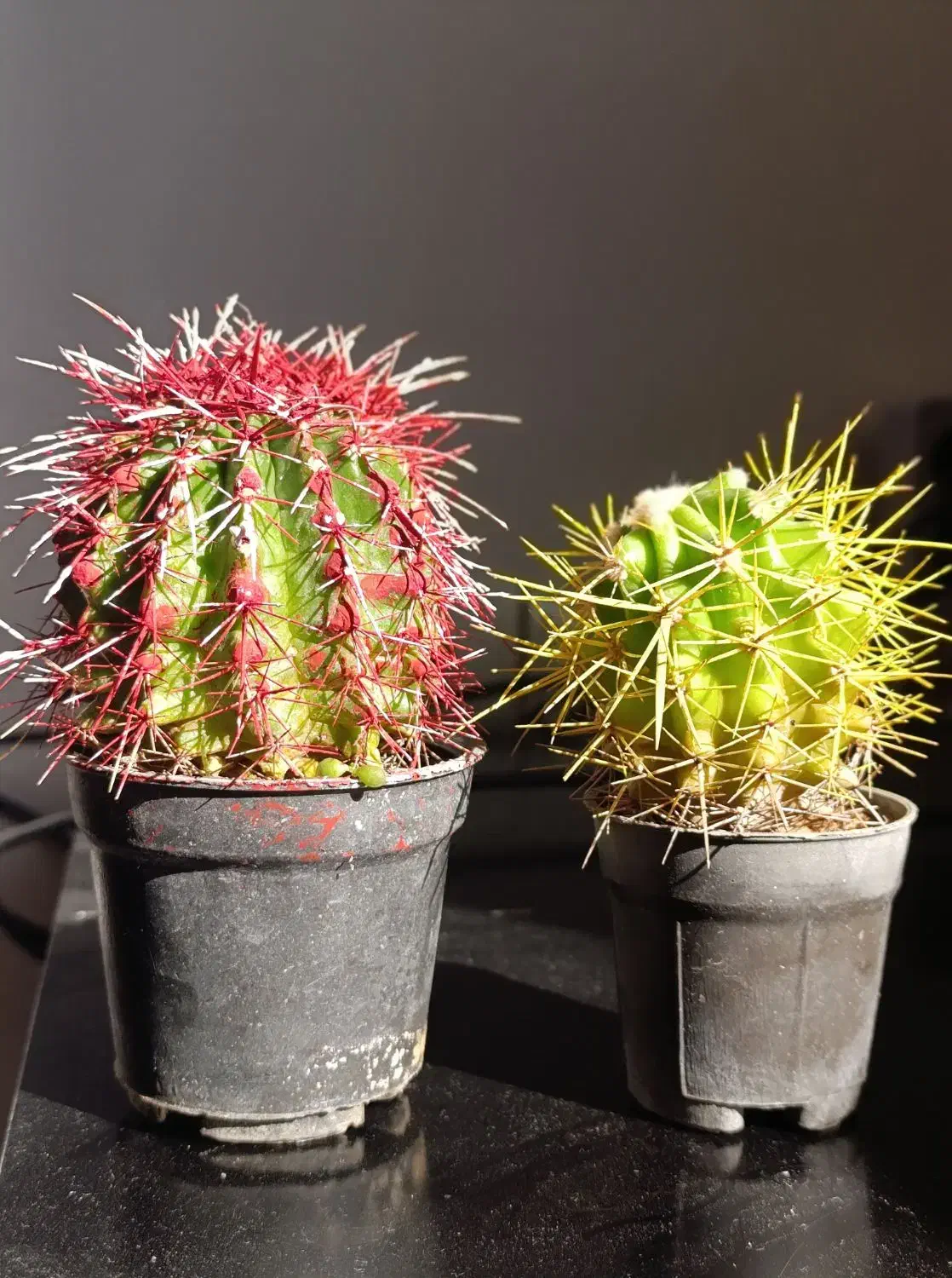 گیاه کاکتوس|گل و گیاه طبیعی|بندرعباس, |دیوار