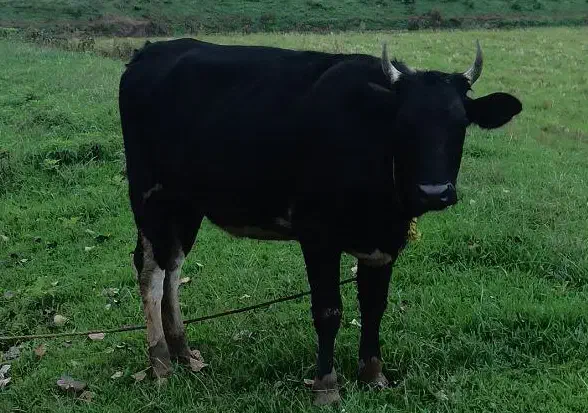 لیشه حامله و ورزا|حیوانات مزرعه|رشت, پسیخان|دیوار