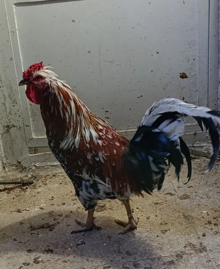 خروس چهل تاج بسیار زیبا و یک خروس محلی|حیوانات مزرعه|تهران, مینای شمالی (مخبر)|دیوار