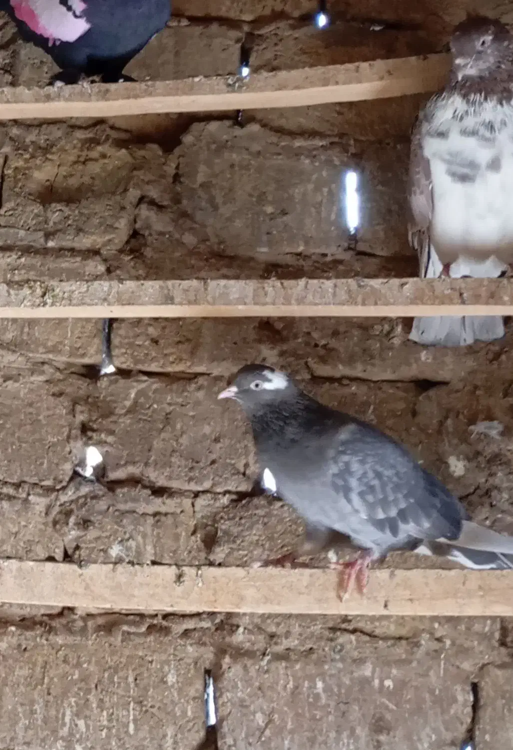 نر و ماده گمشده|پرنده|قم, بیانی|دیوار