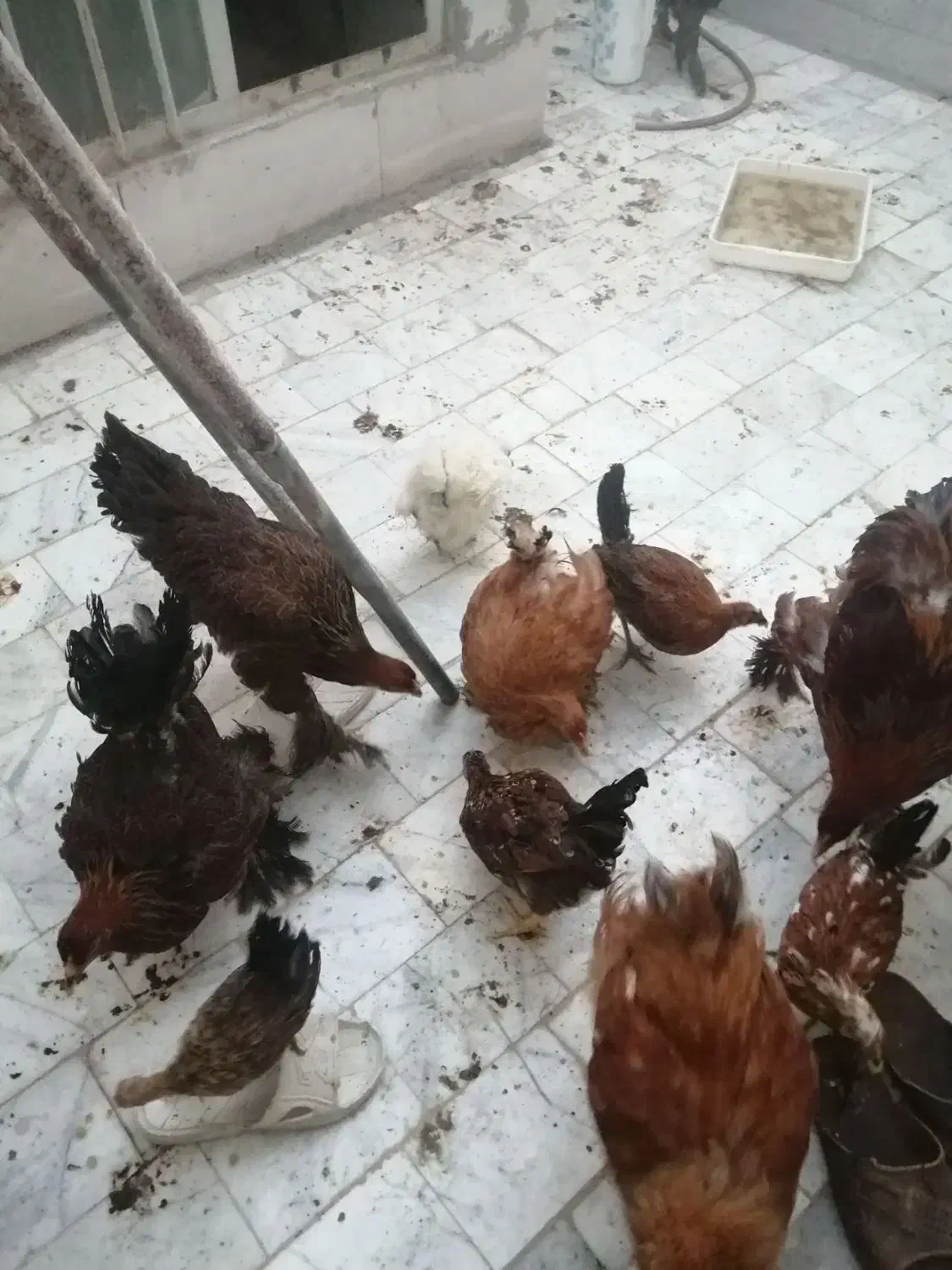 برهما بوف و پاتریچ|حیوانات مزرعه|بیرجند, |دیوار