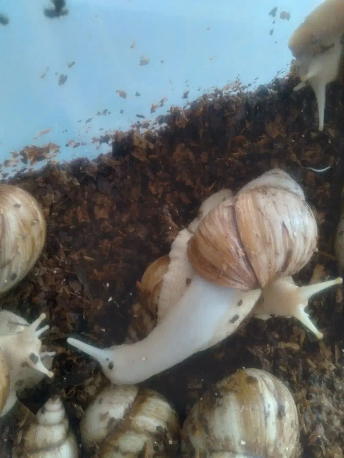 حلزون|خزنده|رفسنجان, |دیوار