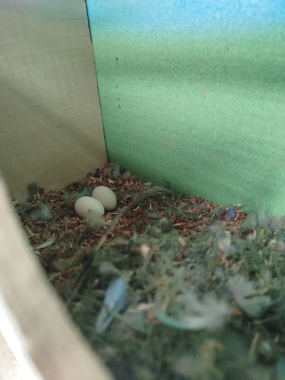 طوطی برزیلی|پرنده|شیراز, شهرک قمشه|دیوار