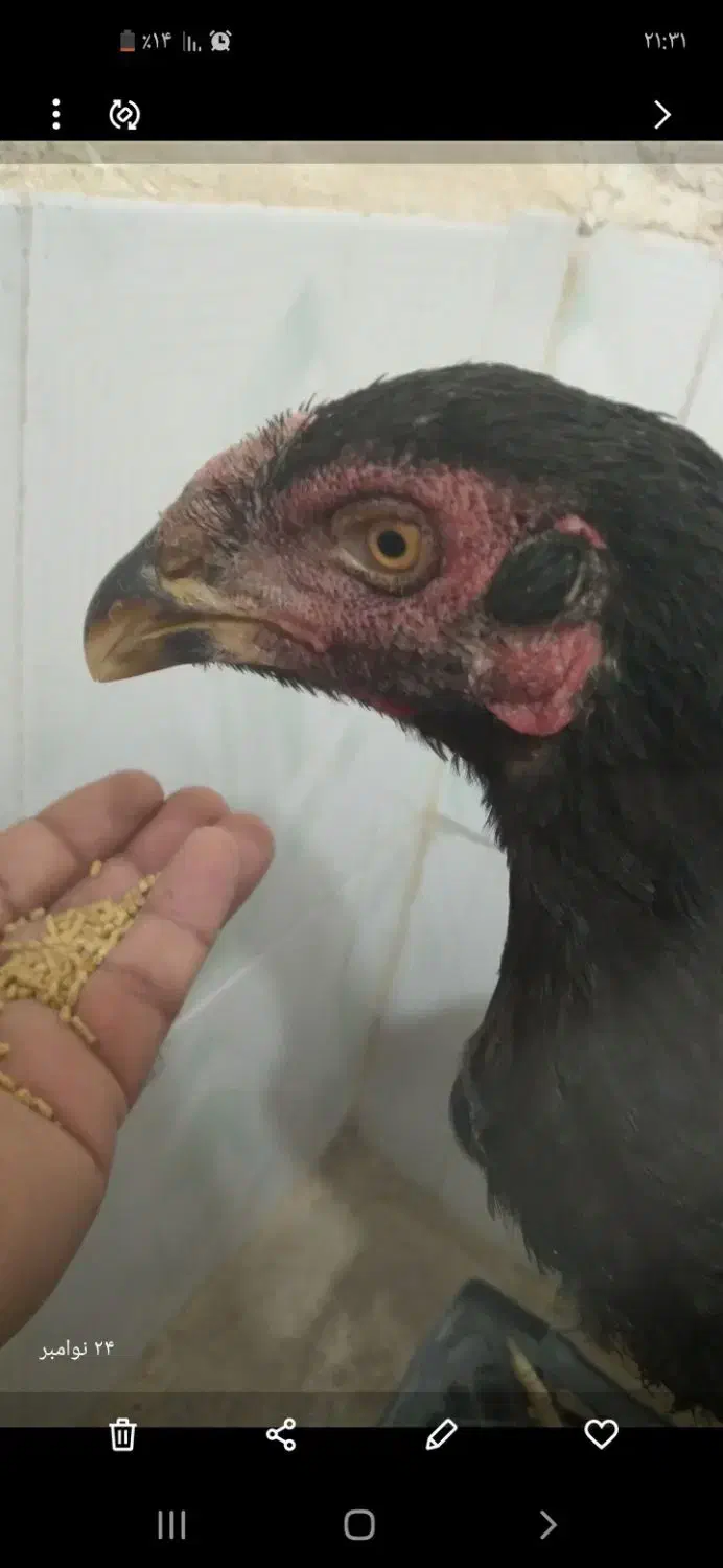 با سلام دو تا جوجه یکی نوچه ویکی خروس اصل لاری|حیوانات مزرعه|زهک, |دیوار