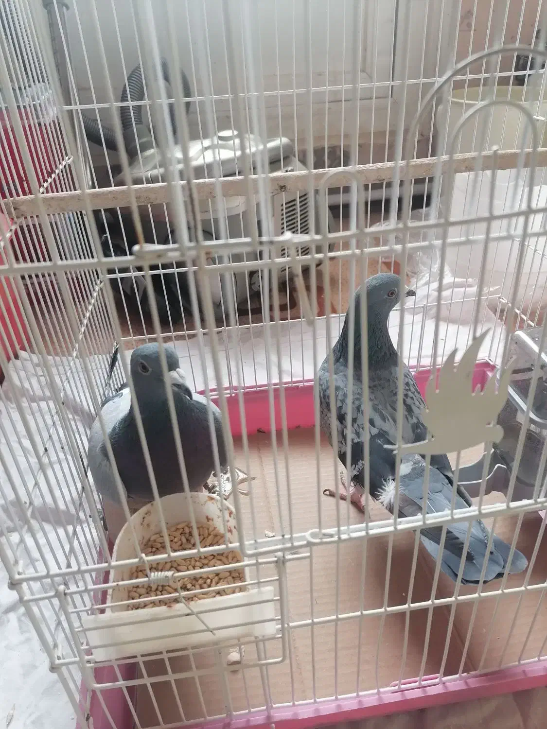 کبوتر|پرنده|هشتگرد, شهرک آفتاب|دیوار