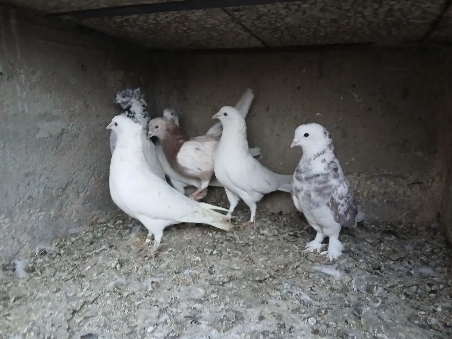 سرور خال پیس هما|پرنده|قم, زاویه|دیوار