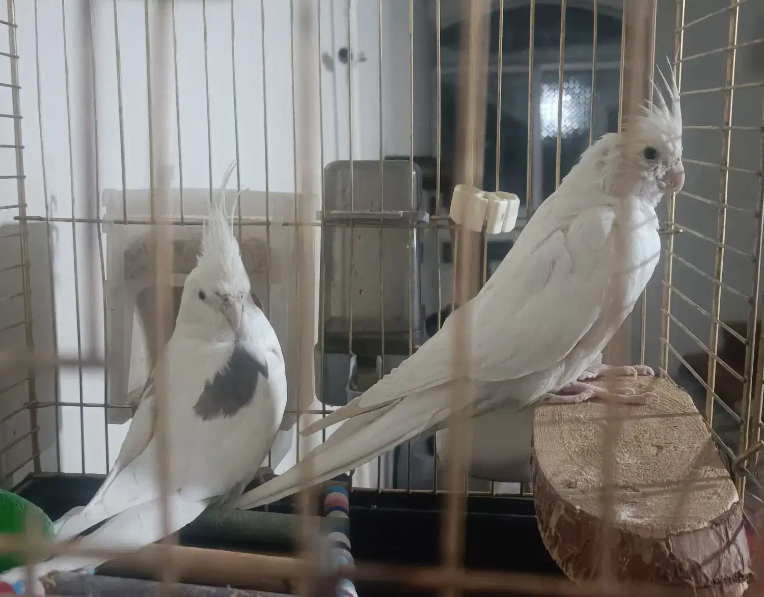 عروس هلندی آلبینو|پرنده|ارومیه, |دیوار