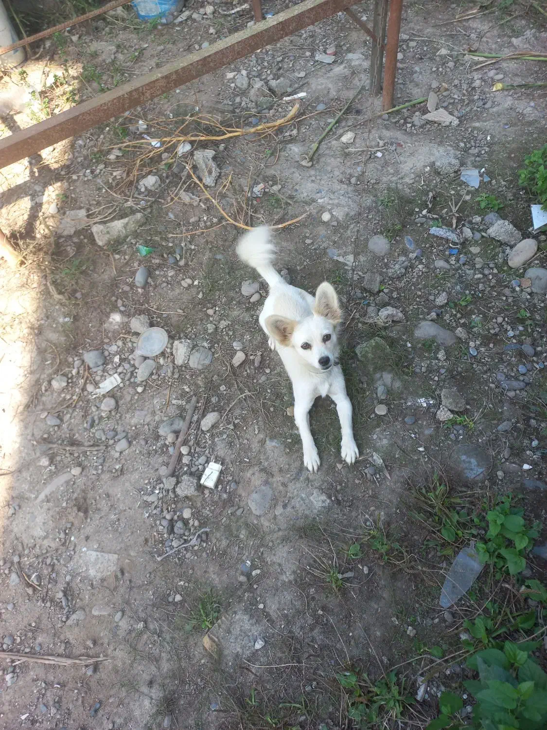 یه دختر شاد و زیبا و شیطون وفوق العاده تودلبرو|سگ|آستانه اشرفیه, |دیوار