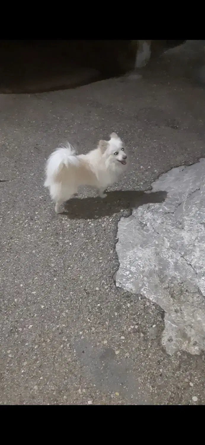 سگ پاپی|سگ|فارسان, |دیوار