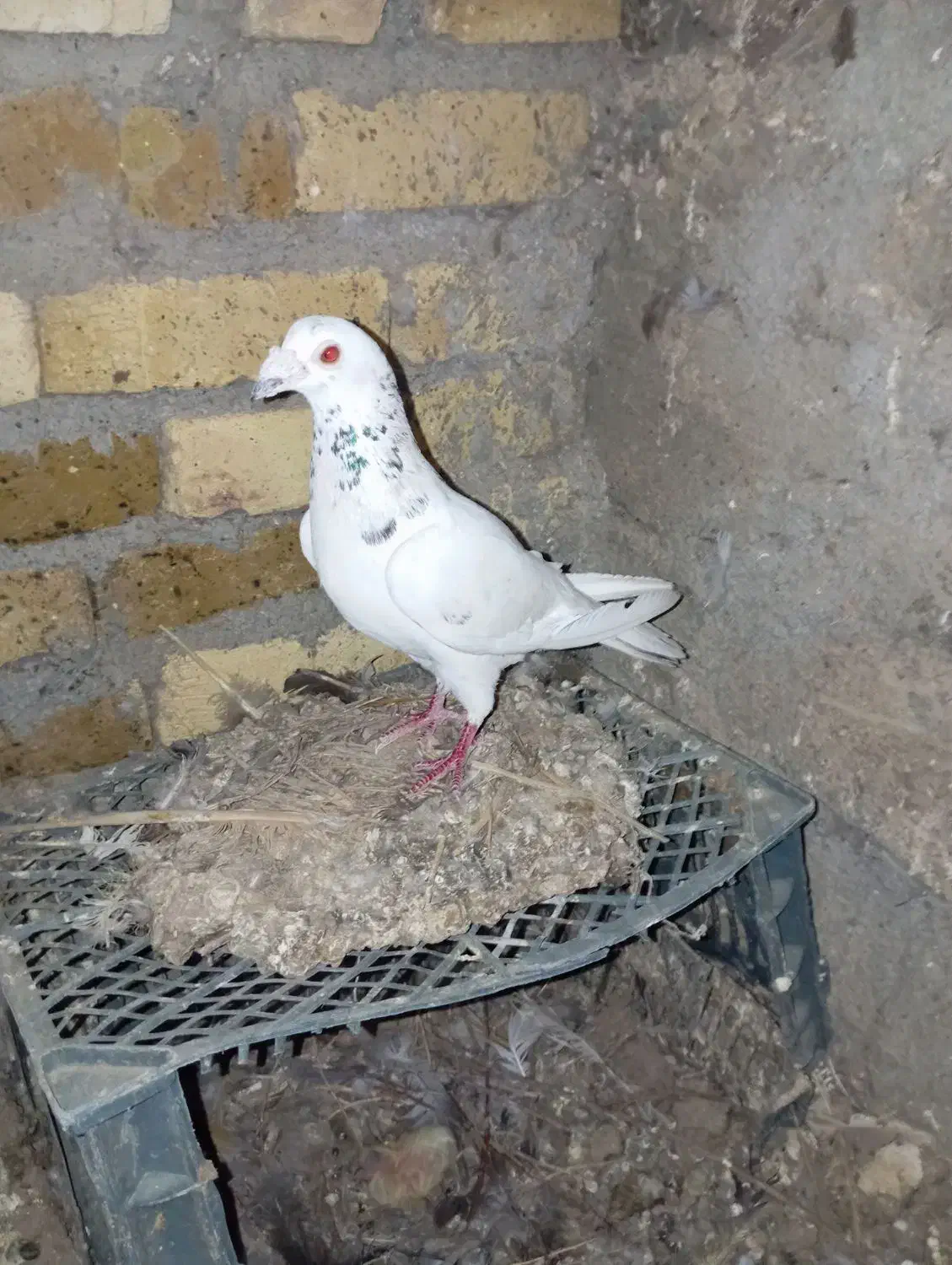 کبوتر ۱۰۰ زدخوردی قزوینی|پرنده|قزوین, |دیوار