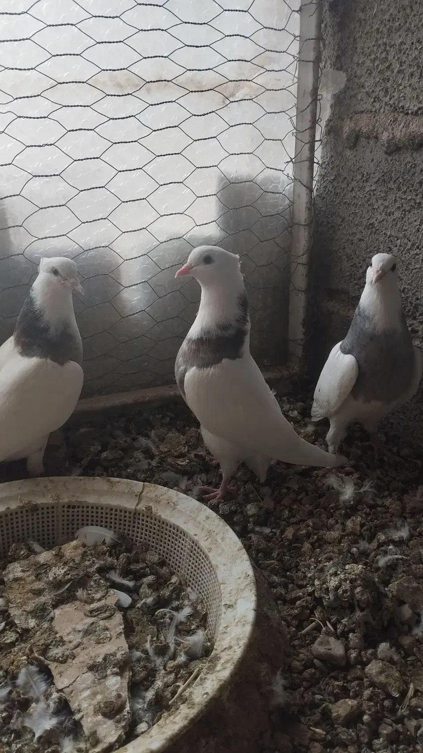 طوقی جوانه|پرنده|بیستون, |دیوار