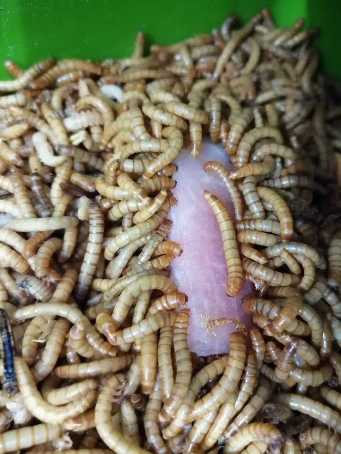 میلورم|حیوانات مزرعه|نجفآباد, منتظری جنوبی|دیوار