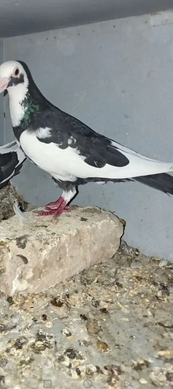 کفتر پلاکی|پرنده|یزد, |دیوار