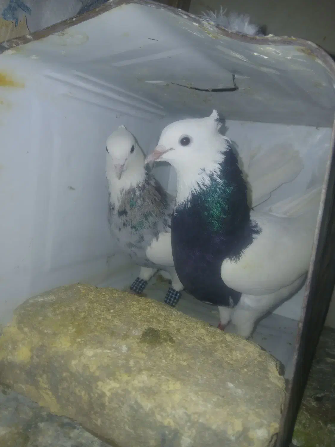 کبوتر طوقی عطیقه|پرنده|فارسان, |دیوار