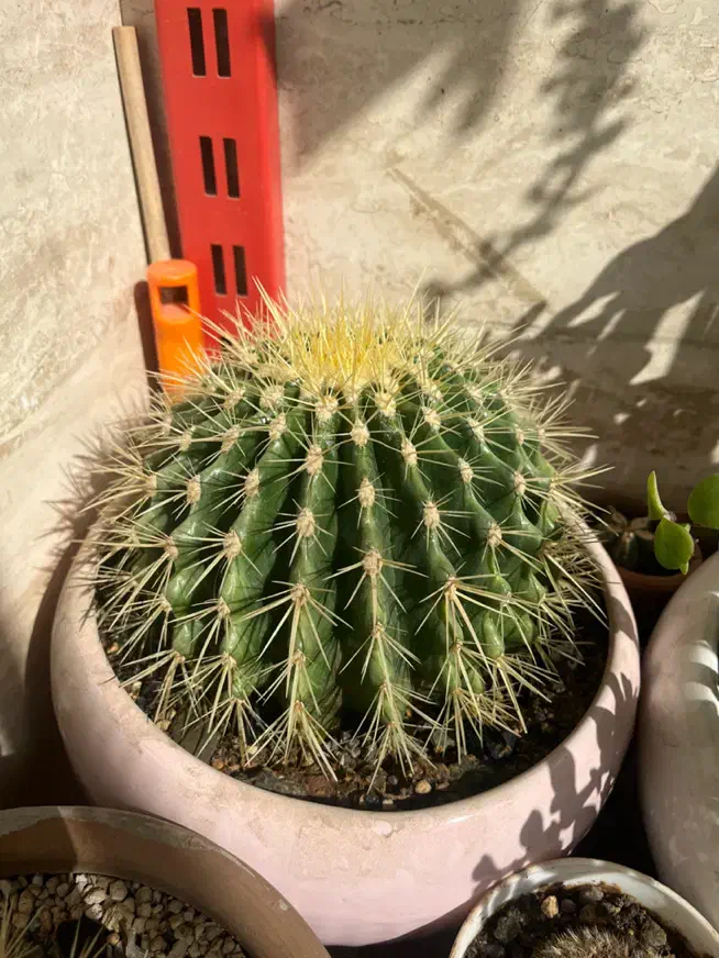 تعدادی کاکتوس|گل و گیاه طبیعی|زنجان, |دیوار