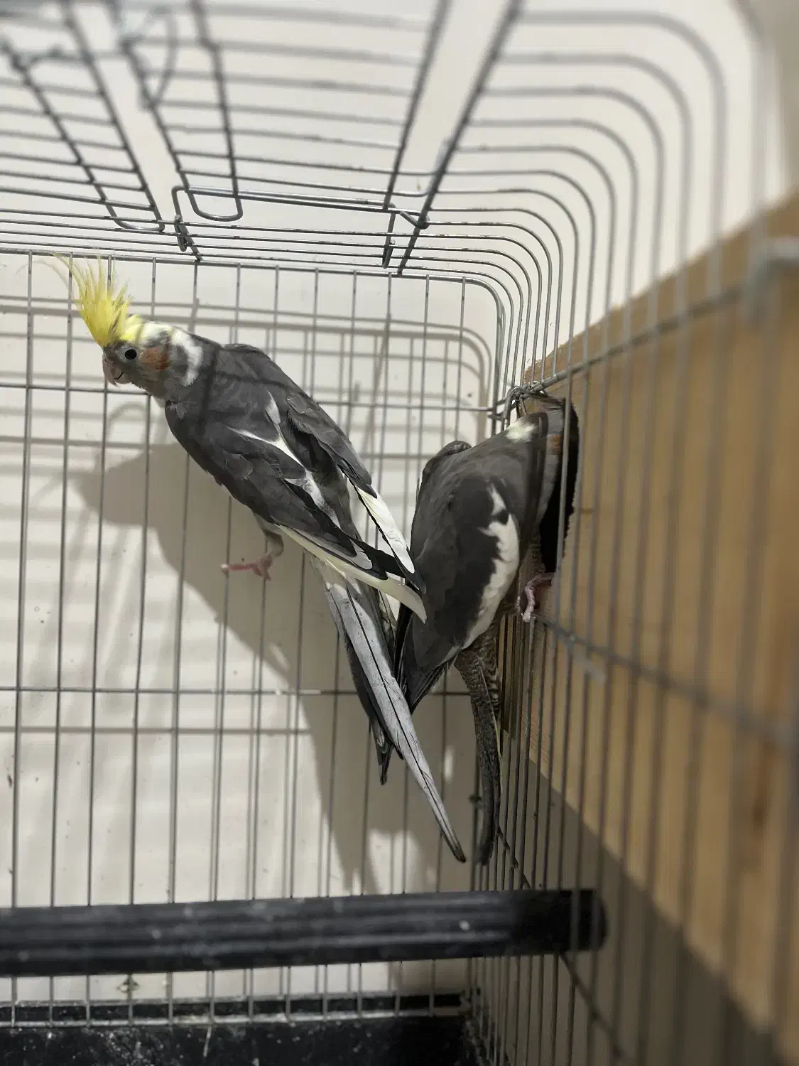 عروس هلندی با جوجه|پرنده|قم, بنیاد|دیوار