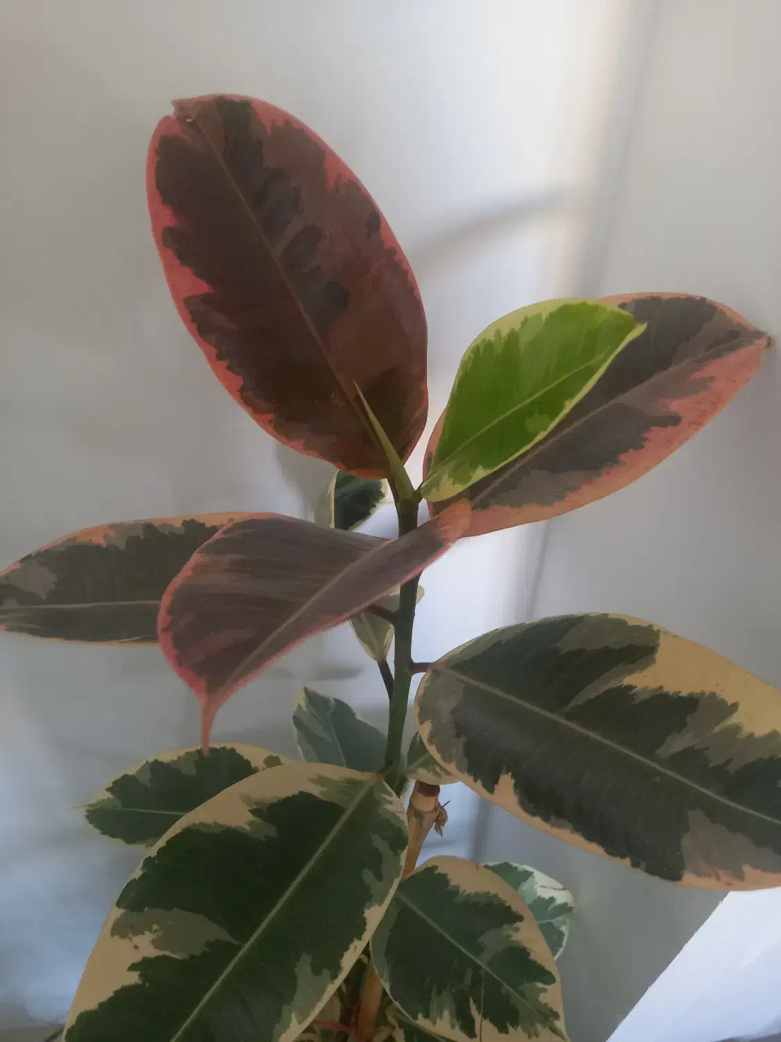 فیکوس ابلق دو شاخه|گل و گیاه طبیعی|شیراز, رکنآباد|دیوار