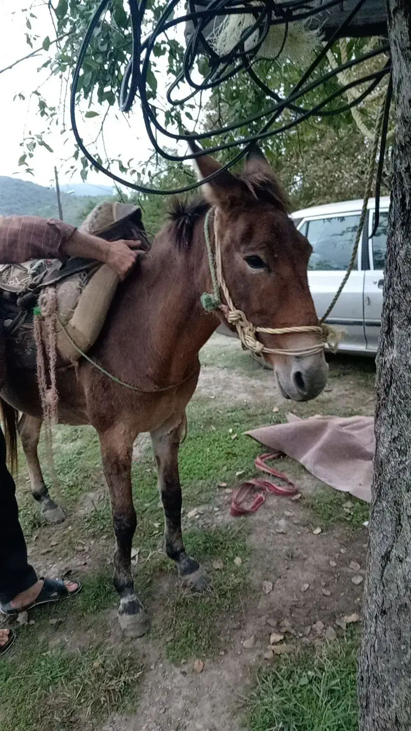 فروش قاطر|حیوانات مزرعه|گوراب زرمیخ, |دیوار