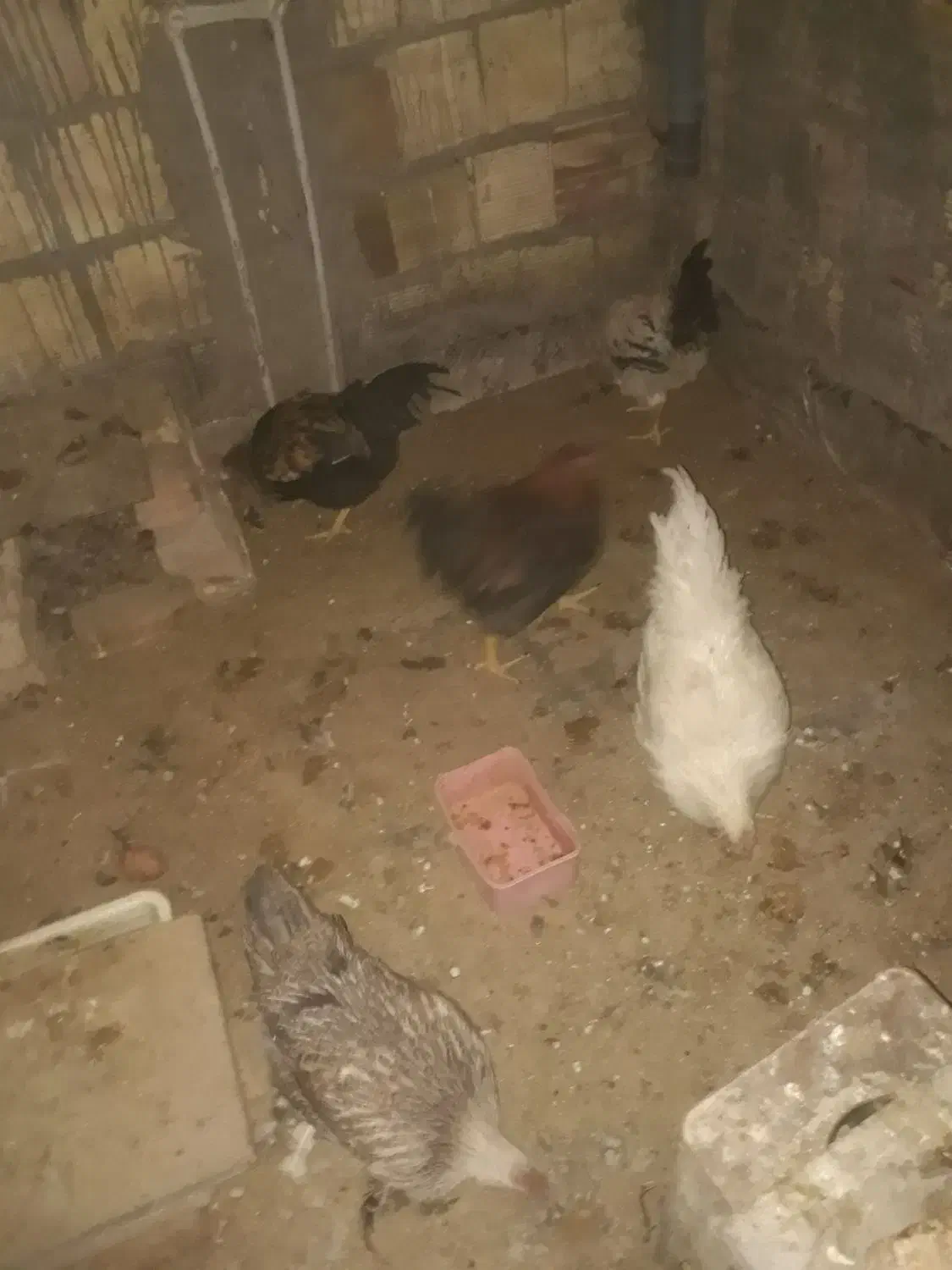 مرغ و خروس|حیوانات مزرعه|بیرجند, |دیوار