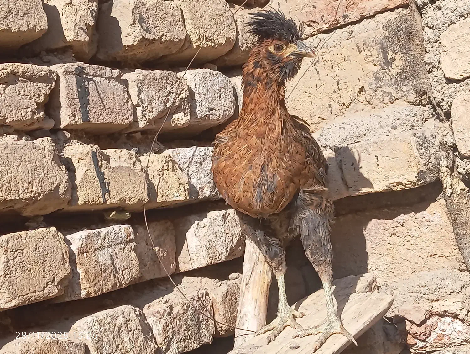 نوچه مرغ و خروس پنج ماه|حیوانات مزرعه|کهک, |دیوار