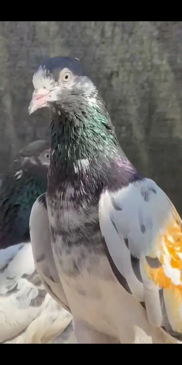 گمشده|پرنده|مسجد سلیمان, |دیوار