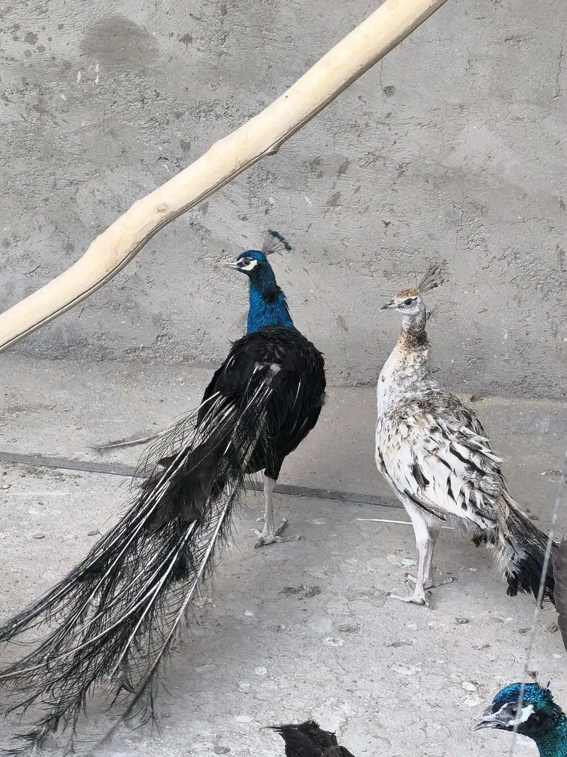 طاووس مصری هندی ابلغ و ویولت|پرنده|سیرجان, |دیوار