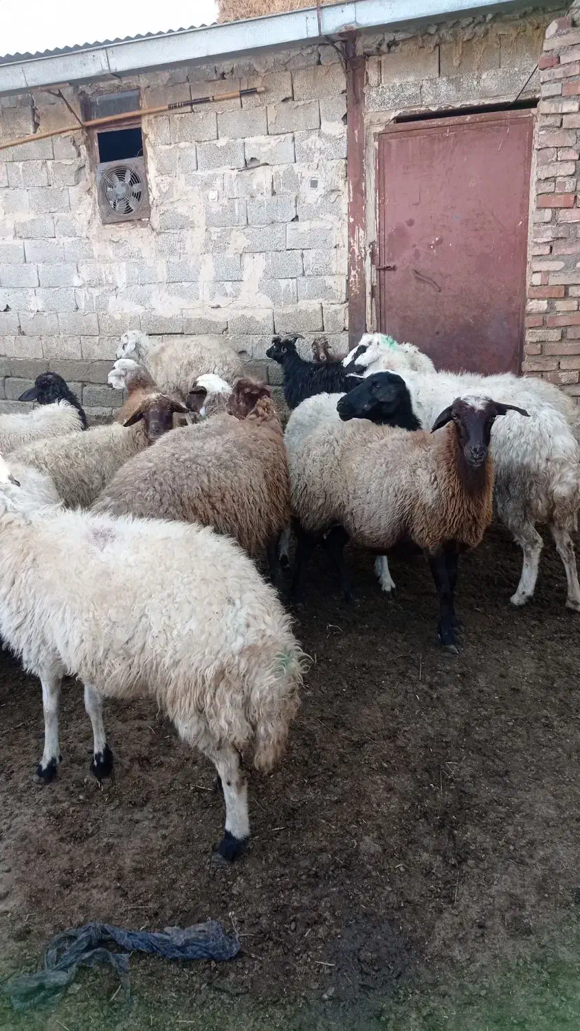 16گوسفند جوان برای نگهداری|حیوانات مزرعه|خوی, |دیوار