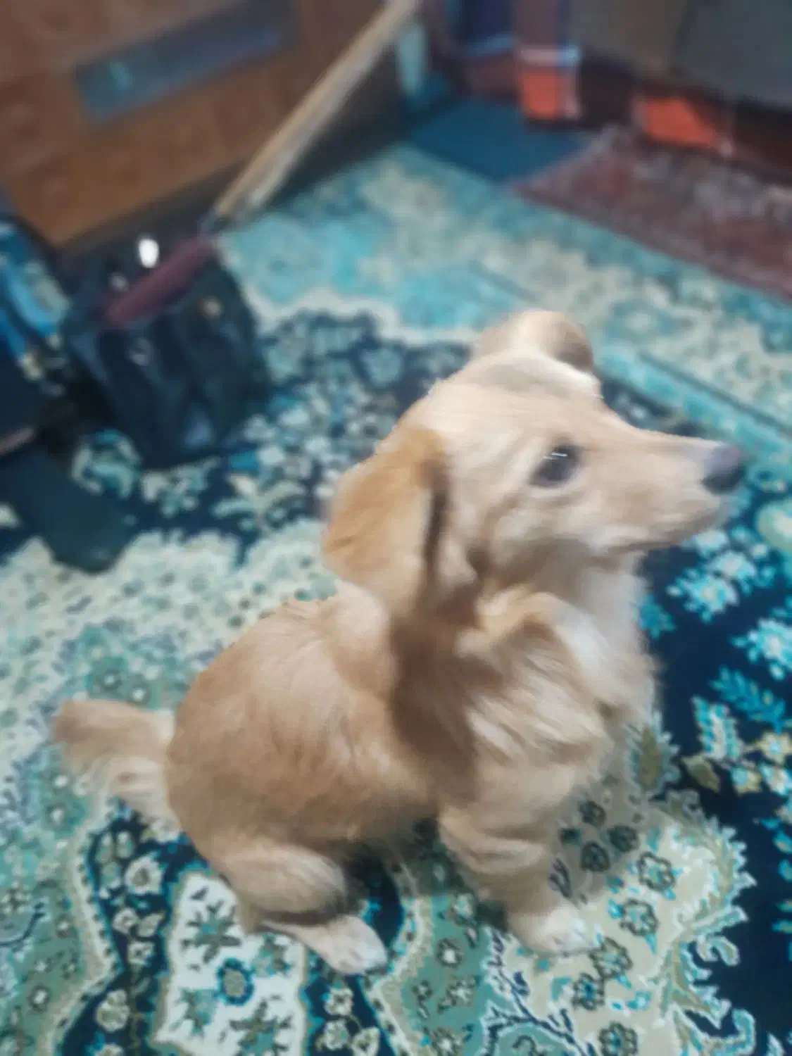 سگ گمشده|حیوانات|بندر گز, |دیوار