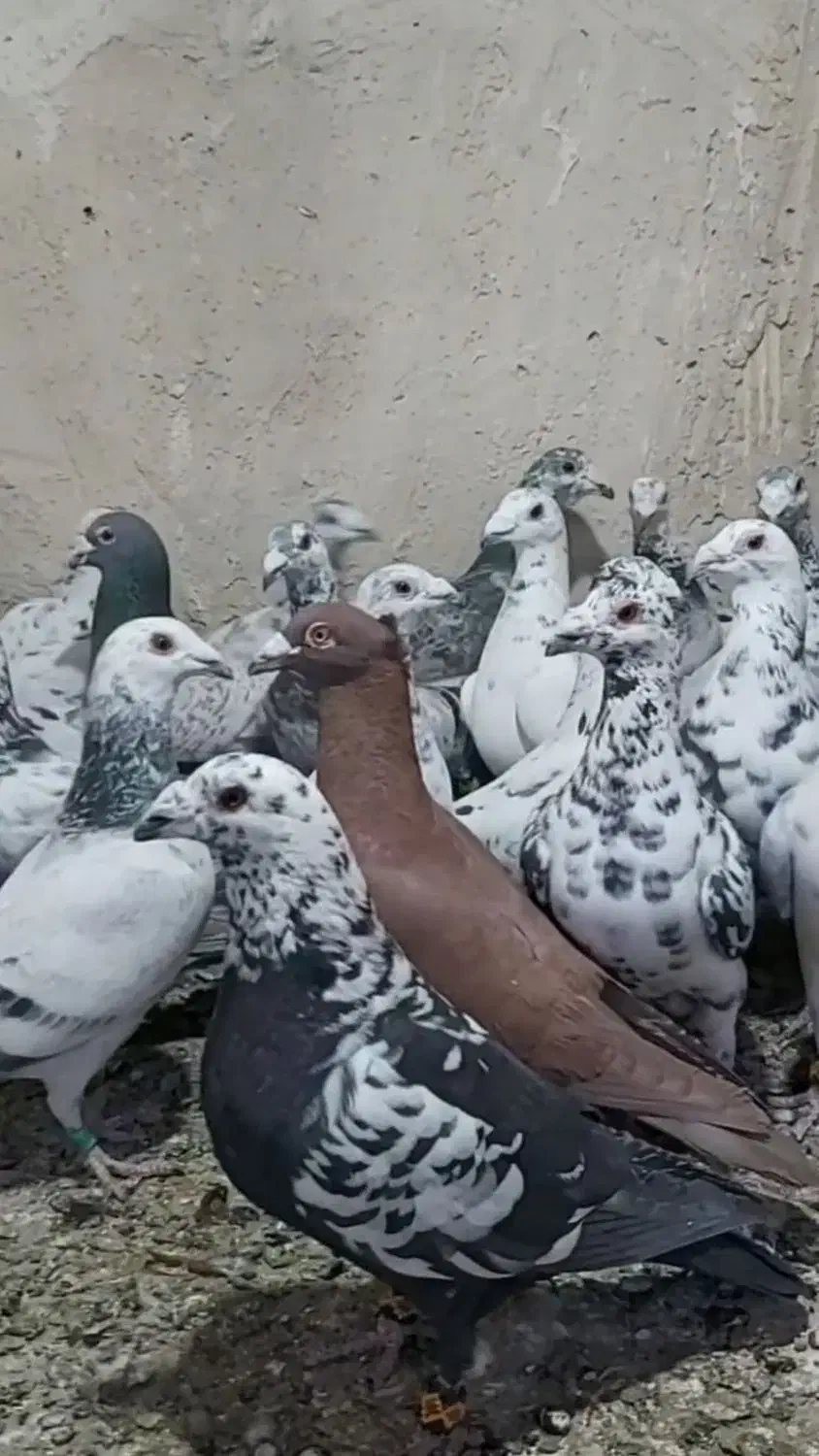 کبوتر|پرنده|شیراز, کوزه گری|دیوار