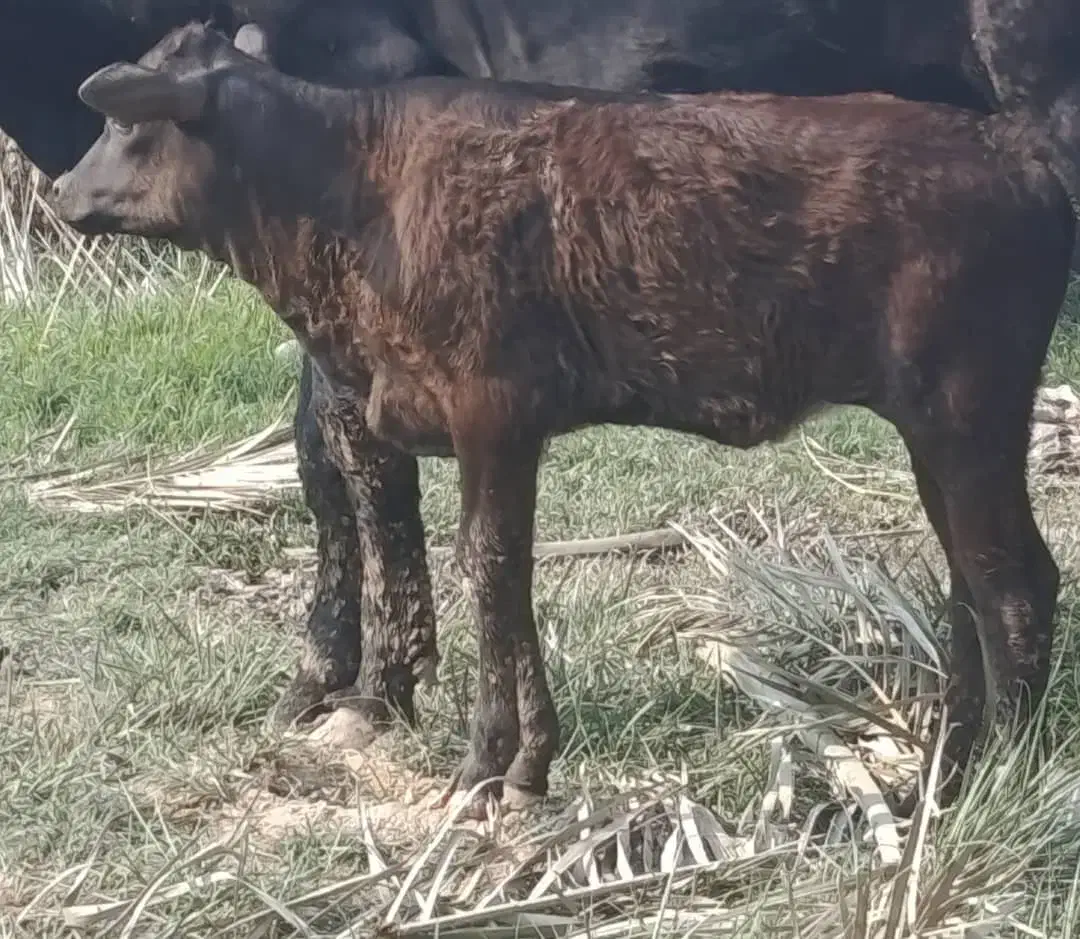 گاو گوساله گوسفند بز بره گاومیش در شادگان|حیوانات مزرعه|شادگان, |دیوار