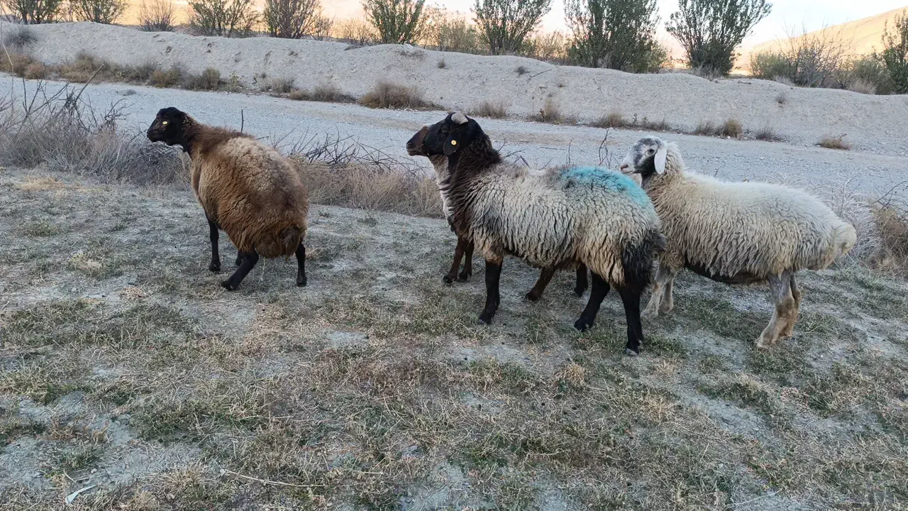 قوچ همو|حیوانات مزرعه|شیروان (خراسان), |دیوار