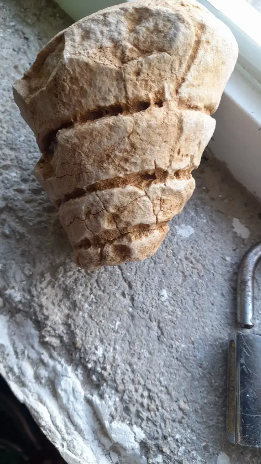 فسیل حلزون|کلکسیون اشیاء عتیقه|زرقان, |دیوار