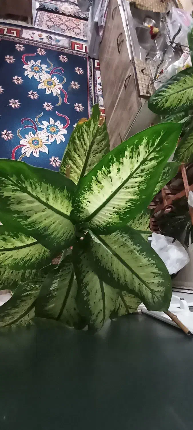 دیفن باخیا  قد بلند وسرحال|گل و گیاه طبیعی|مشهد, نظام دوست|دیوار