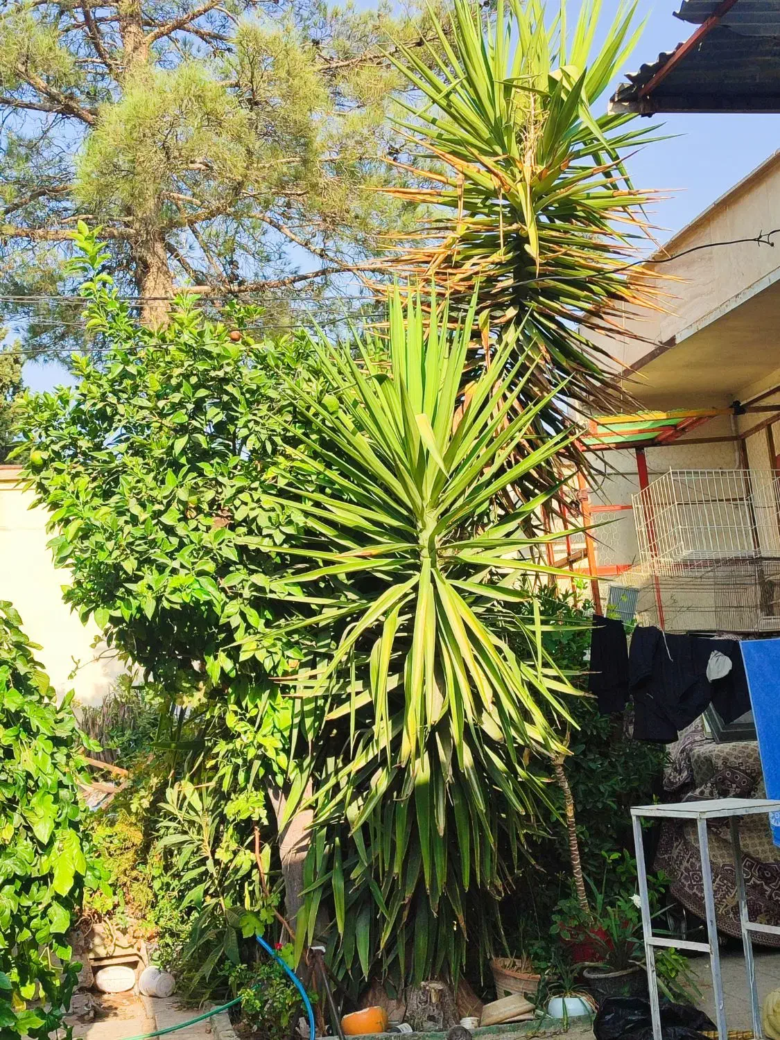 گل یوکا|گل و گیاه طبیعی|شیراز, داریون|دیوار