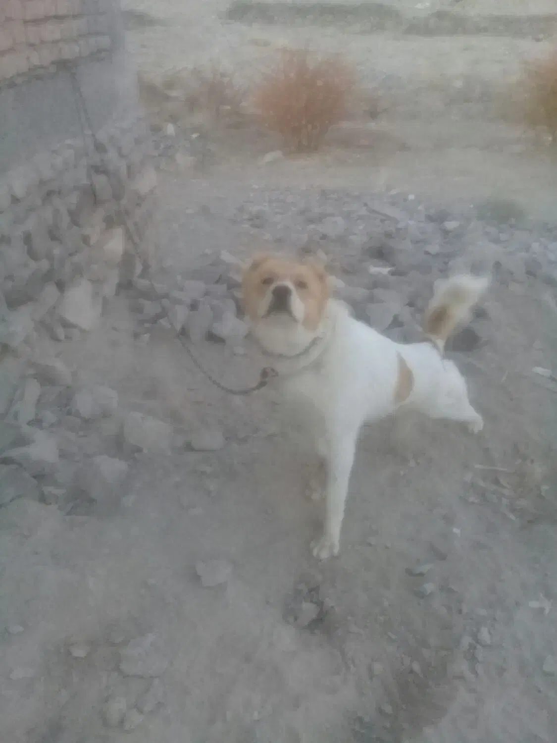 سگ ۶ ماهه قلدر|سگ|قهستان, |دیوار