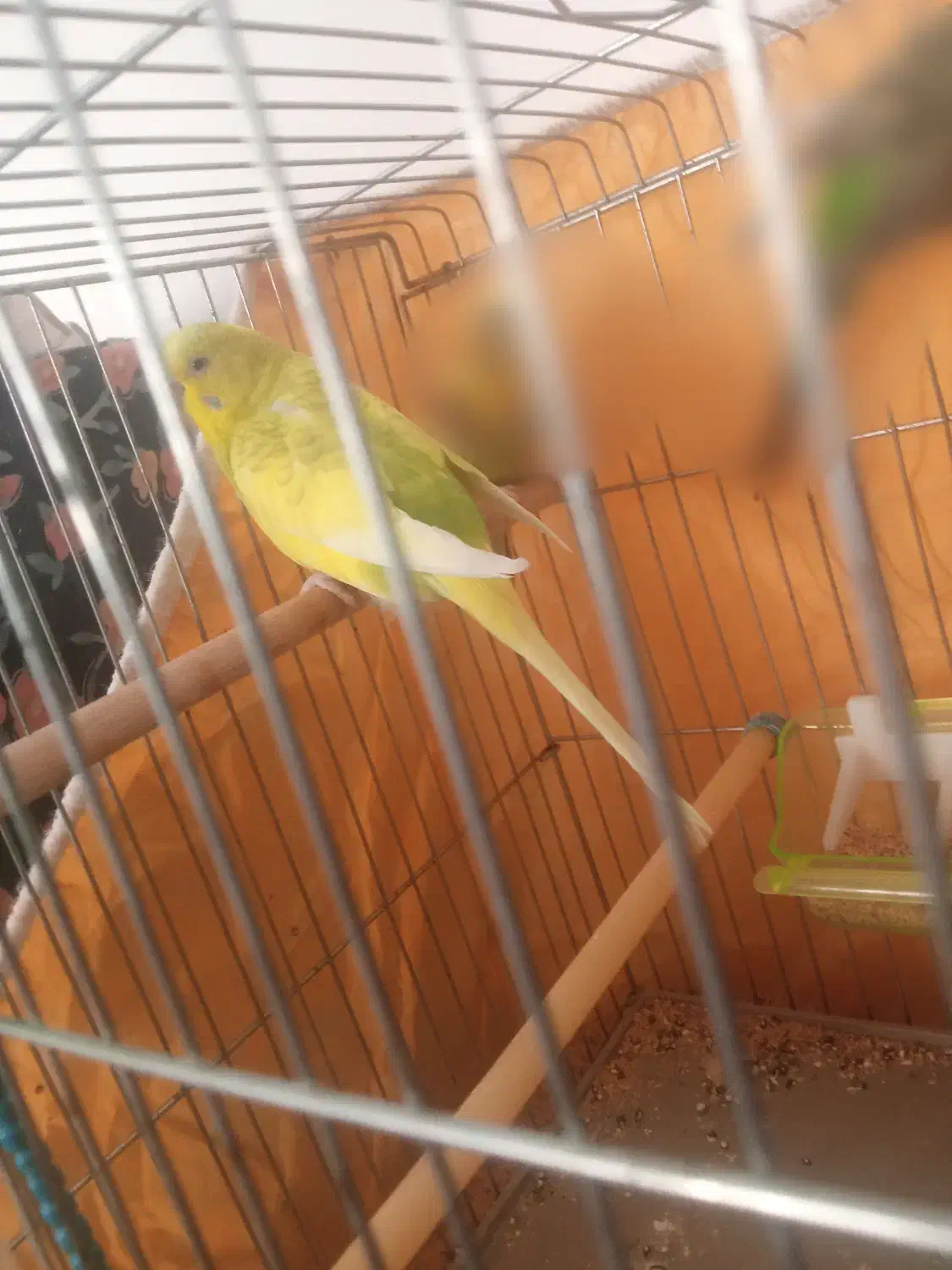 معاوضه مرغ عشق ماده با نر|پرنده|صدرا-فارس, فاز ۱|دیوار