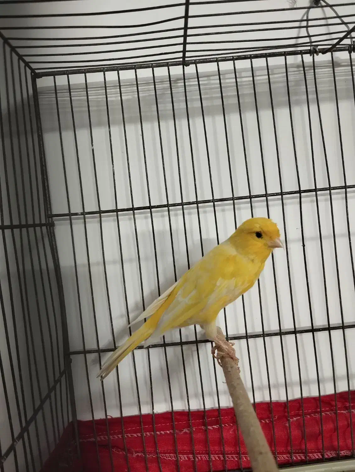 قناری رسمی بلند قرص بخون|پرنده|قرچک, زیبا شهر|دیوار