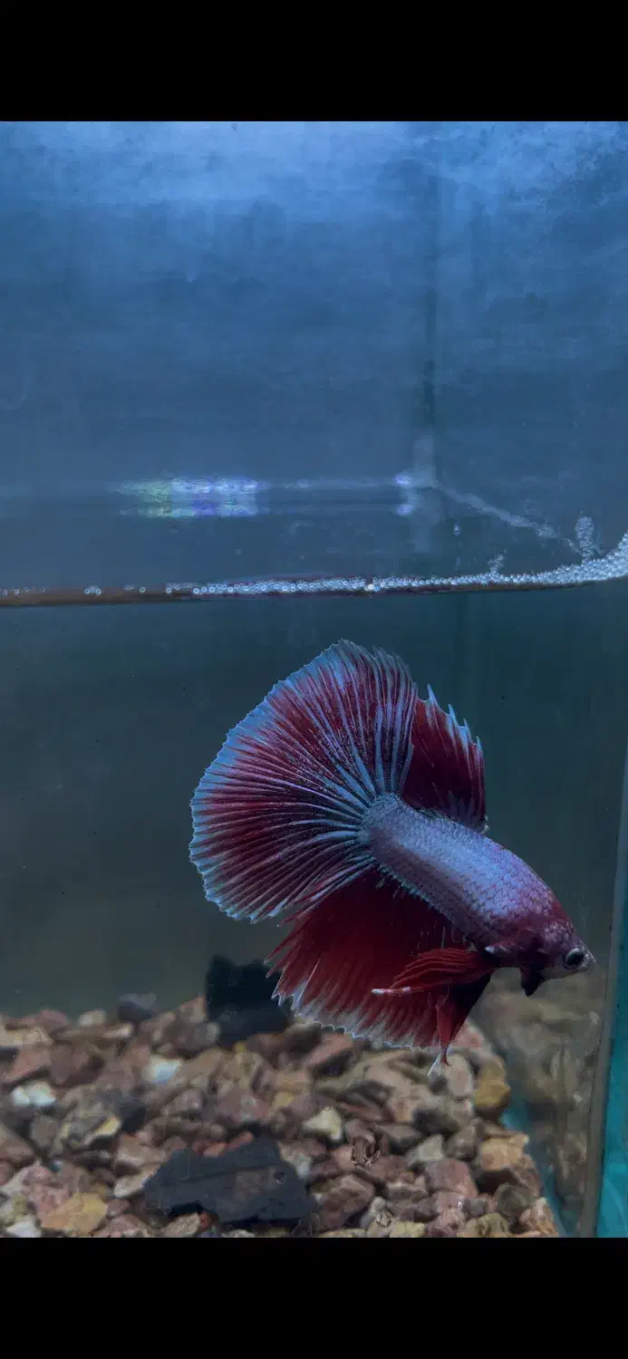 فروش انواع نژاد فایتر و غذا های هیکاری|ماهی|تهران, صادقیه|دیوار