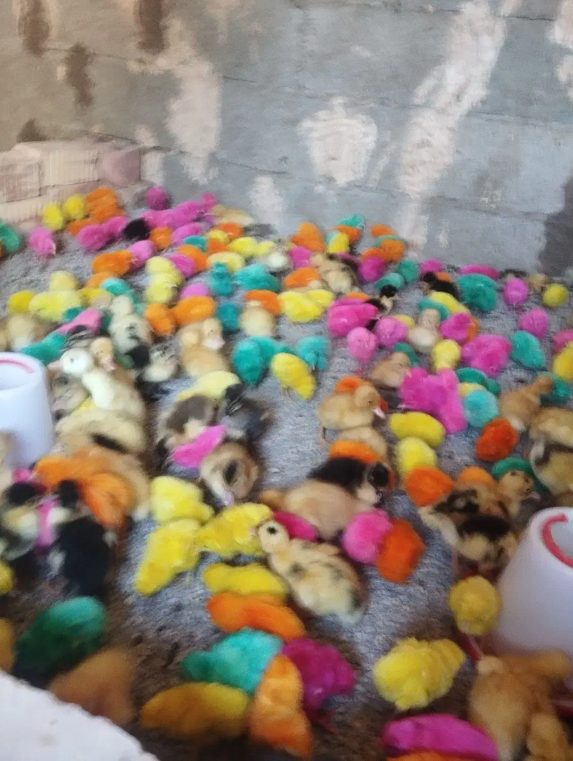 جوجه رنگی واردک و محلی|حیوانات مزرعه|ایرانشهر, |دیوار