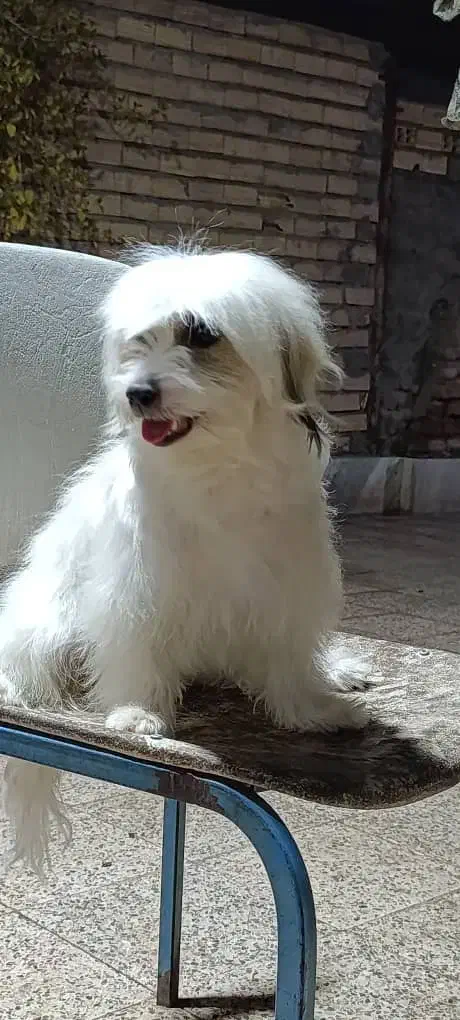 سگ گمشده|حیوانات|بم, |دیوار